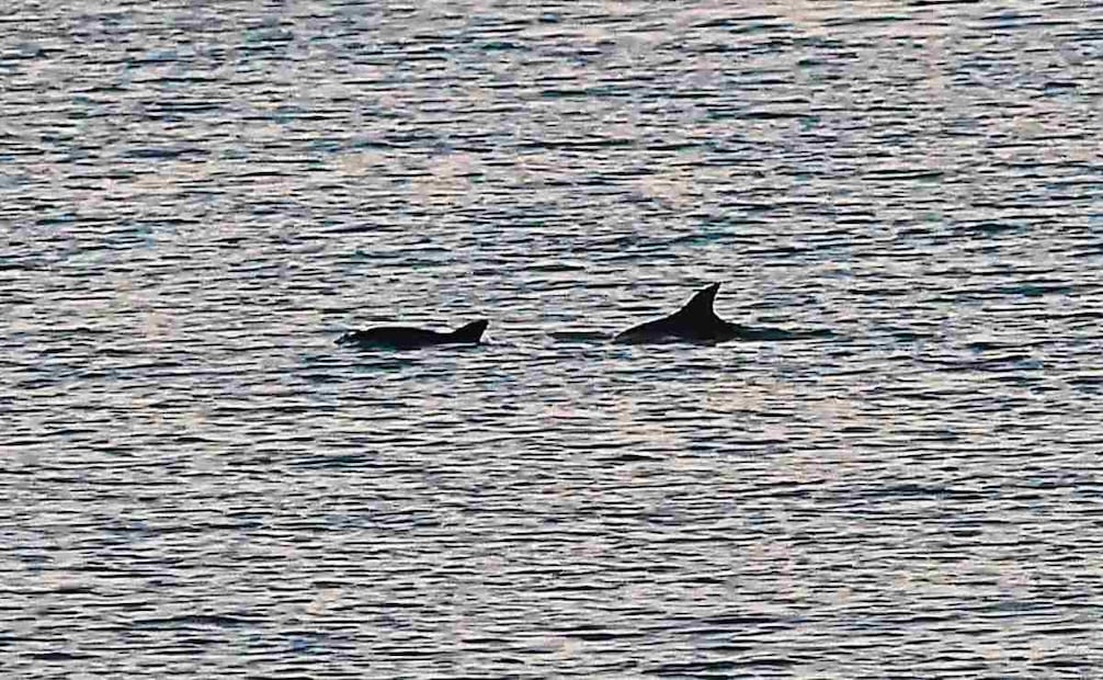 La tripulación de Sea Shepherd avistó durante 40 minutos a una vaquita marina y a su cría, en San Felipe, Baja California. Foto: Berenice Fregoso / EL UNIVERSAL