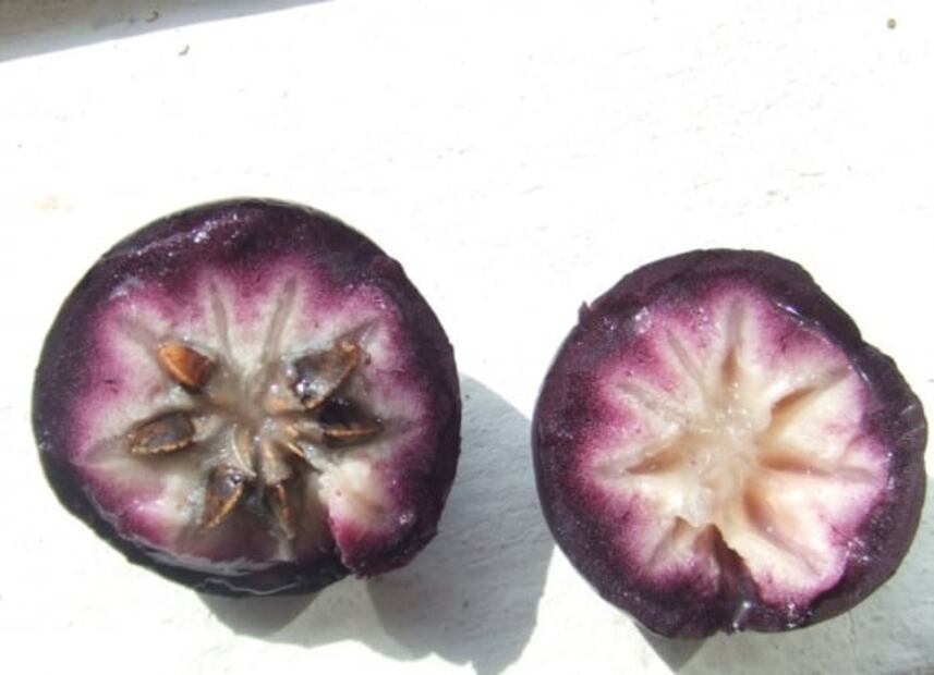 5 ingredientes tabasqueños que no conocías