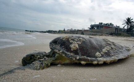 Hallan tortuga muerta en costa de de Yucatán
