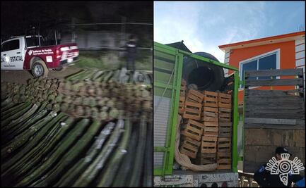 Aseguran en Puebla docenas de biznagas, planta en peligro de extinción