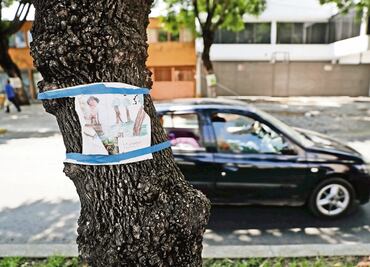 Árboles talados por L7 en Reforma serán restituidos 4 a 1