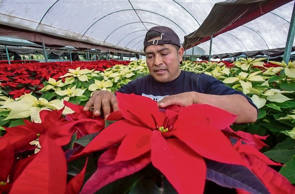 De la cosecha de 2022, Morelos fue el principal estado productor, con siete millones 73 mil plantas. La Ciudad de México aportó 3 millones 250 mil. Foto: Especial