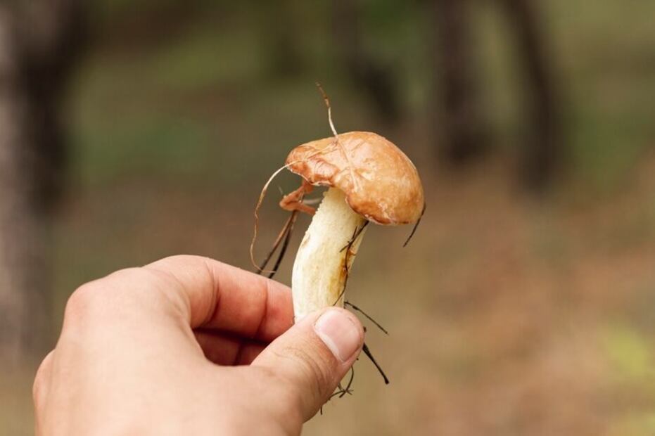 Hongos comestibles. Fuente: Freepik