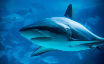 Niña de 9 años es atacada por tiburón en playa de Florida; sufre heridas graves en una mano