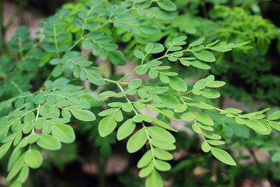 Conoce las propiedades de la moringa, el superfood de moda
