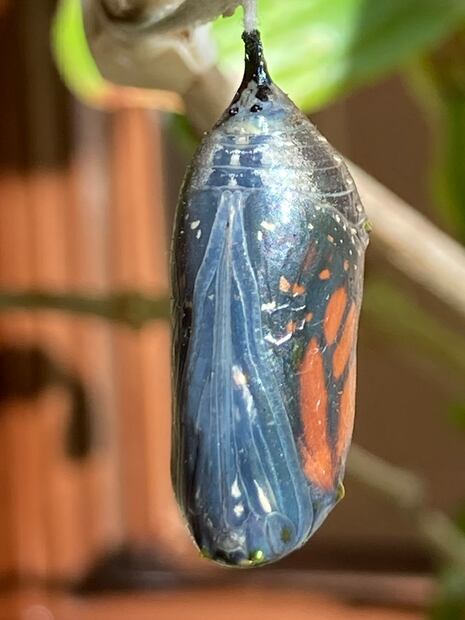 15. Transformación de crisálida a hembra de mariposa monarca. (©Omar Vidal)