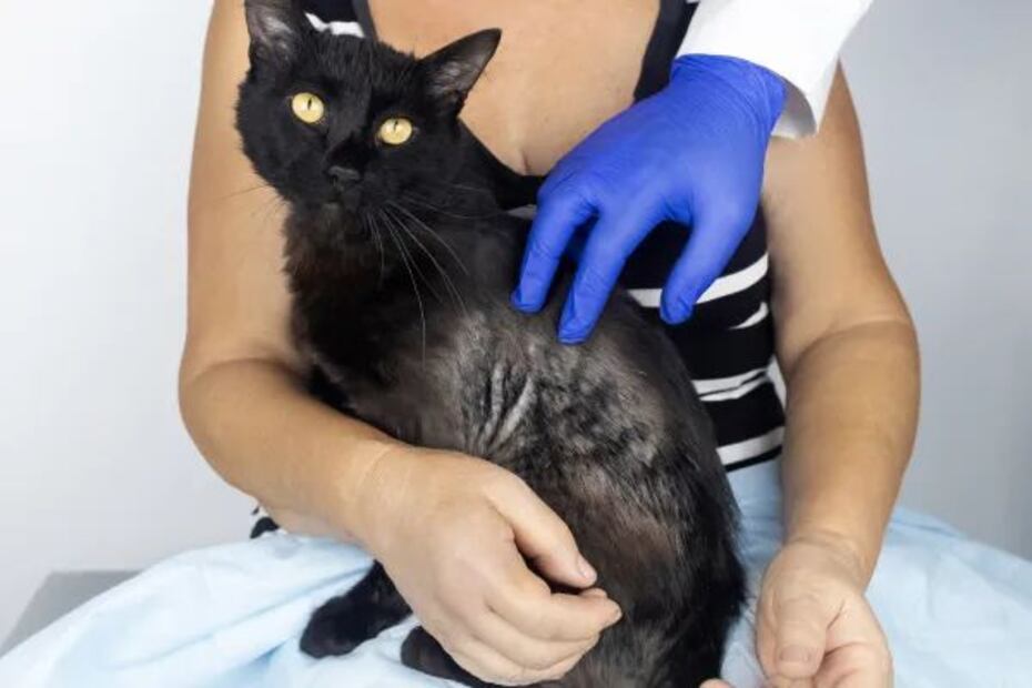 Si tu gato tiene calvas, no dudes en consultar con un veterinario. Fuente: Freepik.