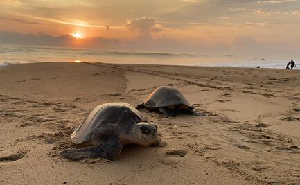 Tortuga golfina, bajo el cuidado de comuneros