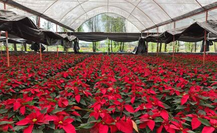 Inicia temporada de Nochebuenas 2025; Sedema CDMX impulsa producción y venta directa de casi 2 millones de plantas