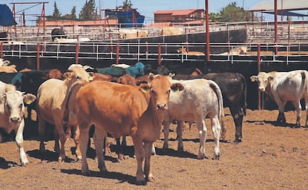 Cierre de frontera al ganado tiene un costo de 661 mdd 