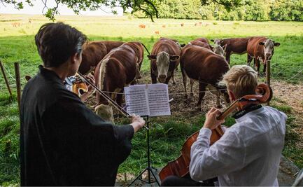 La pandemia orilló a estos músicos a ofrecer conciertos a vacas