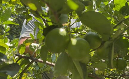 "Los Viagras" aumentan cuota de extorsión a limoneros en Michoacán; productores alertan sobre amenazas