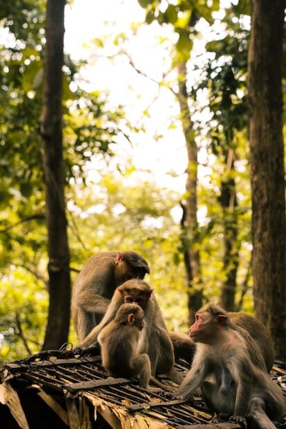 La desaparición de estas especies tendría un impacto devastador en la biodiversidad. Fuente: Freepik.