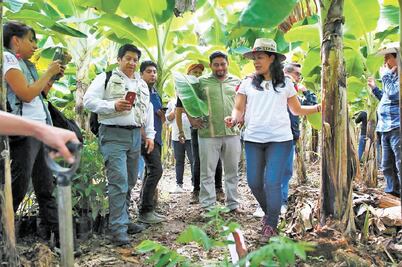 Sembrando Vida llegará a tierra de "El Chapo" Guzmán