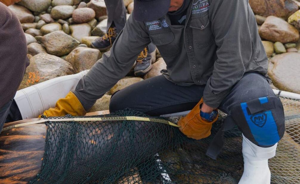 La operación se llevó a cabo desde la embarcación Bob Barker de Sea Shepherd Conservation Society y con el apoyo de dos embarcaciones menores. Foto: Sea Shepherd