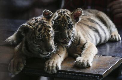 ¿Qué animales exóticos ha recuperado Profepa desde 2016?