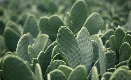 Health benefits of eating ‘nopales’