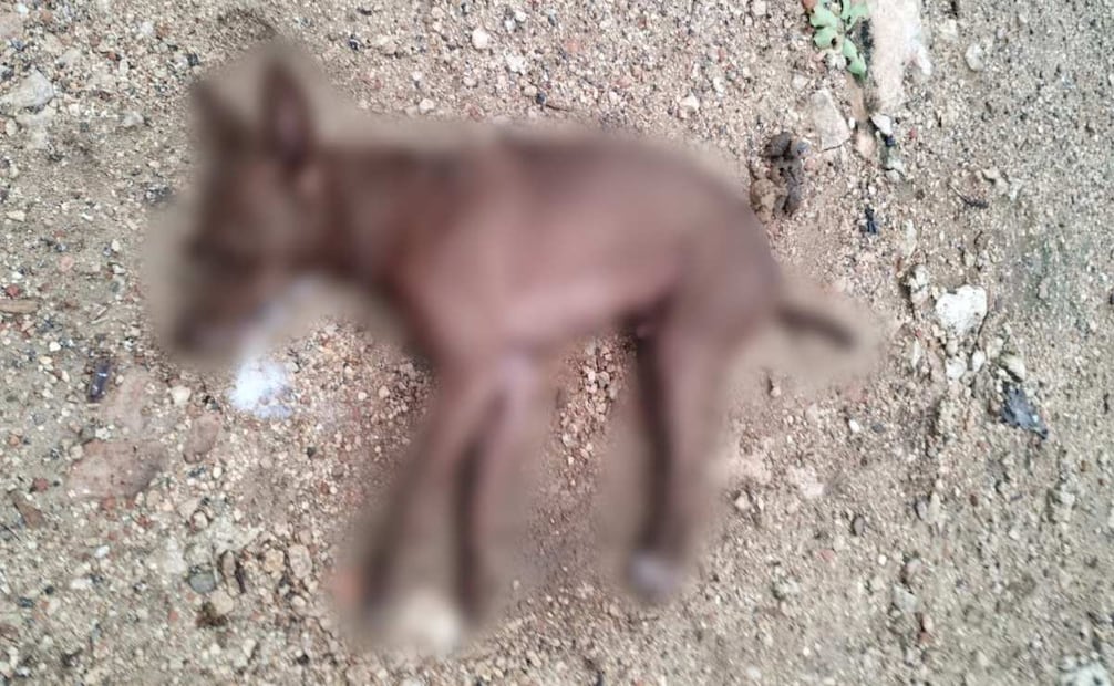 Envenenamiento masivo de animales en Yucatán (08/10/2025). Foto: Especial