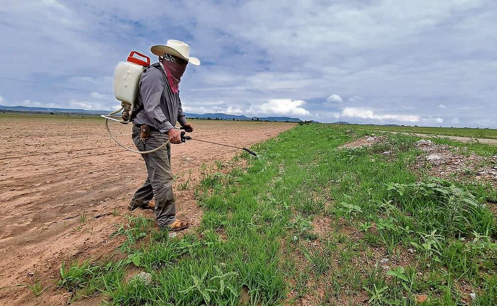 Los agricultores deben fumigar todos los días con diferentes insecticidas para evitar que el chapulín desarrolle resistencia, lo que implica un gasto muy elevado. Foto: Especial