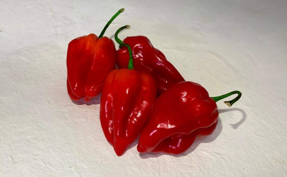 Investigadores yucatecos desarrollaron dos nuevas variedades de chile habanero (26/03/2025). Foto: Especial