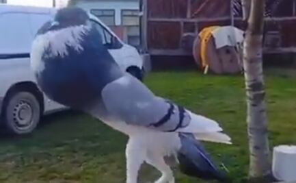 ¿Paloma mutante? Video causa horror en redes sociales