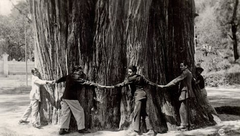El ahuehuete, árbol nacional y ofrenda en tiempos prehispánicos