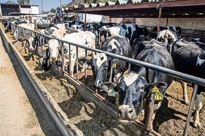Cuenca lechera, de la gloria al ocaso 