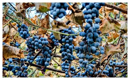 La vid de Bulgaria: historia que renace