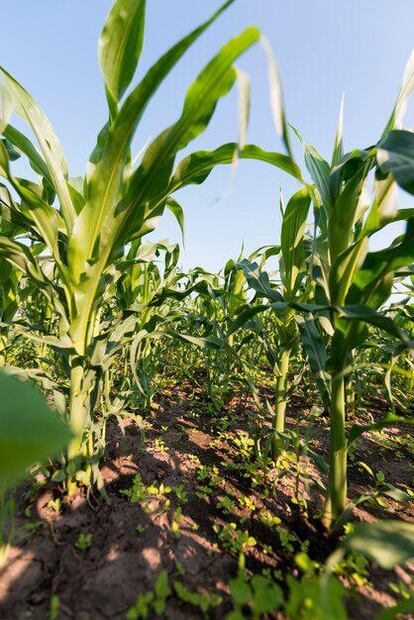 El maíz, pilar de la cultura latinoamericana y aliado para la salud. Fuente: Freepik.