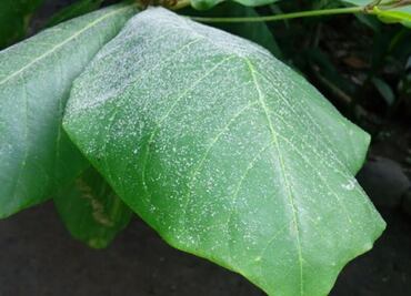 Activan monitoreo preventivo por caída de ceniza en Chiapas