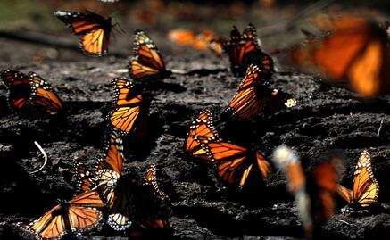 The monarch butterfly and Donald Trump's demagogic promises