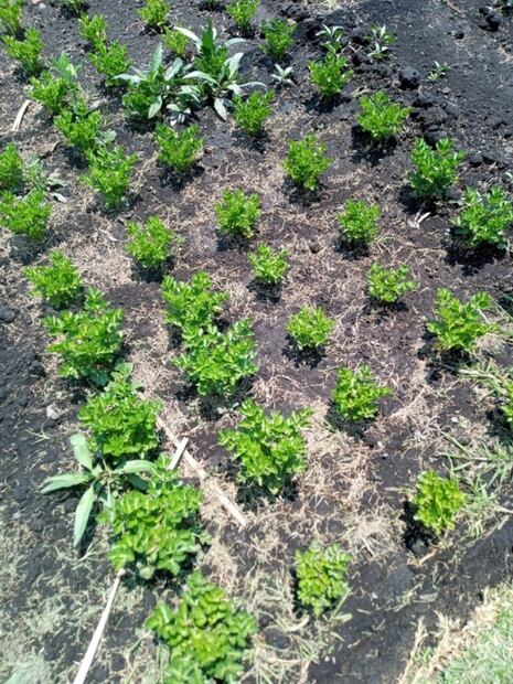 Las chinampas, la opción más sustentable para la alimentación chilanga