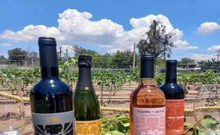 Disfruta de un viaje multisensorial en el viñedo “Tierra y Almas” en Hidalgo