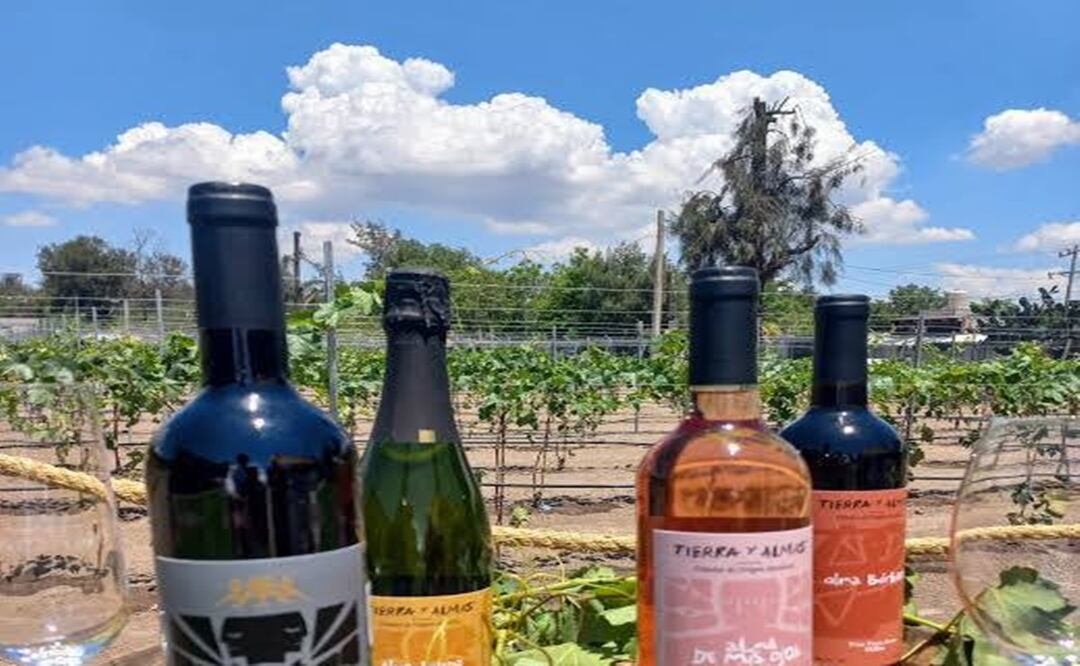 Viñedo “Tierra y Almas” en hidalgo. Foto: Especial