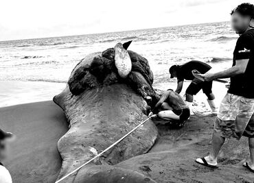 Ballena embarazada muere al chocar con un barco en Colima; Profepa aplica protocolo de sepultamiento