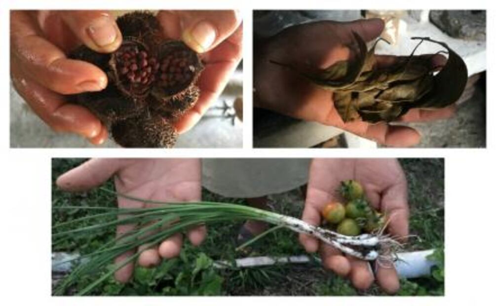 Tatabiguiyayo y totopostes, la esencia culinaria de Los Tuxtlas