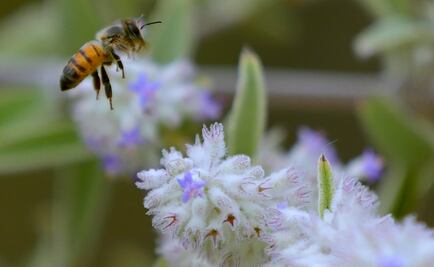 Sin abejas habría crisis alimentaria