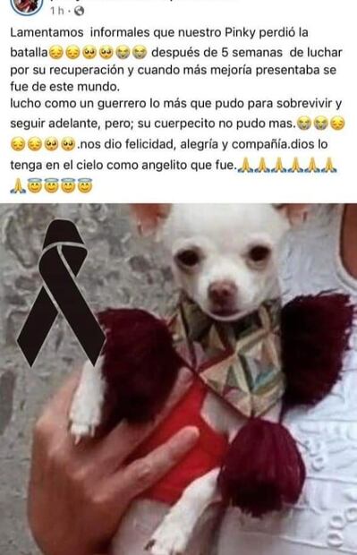 Internet despide a "Pincky", perro chihuahua que defendió su hogar de ladrones