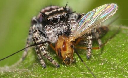 Sorprende araña mexicana de gran tamaño