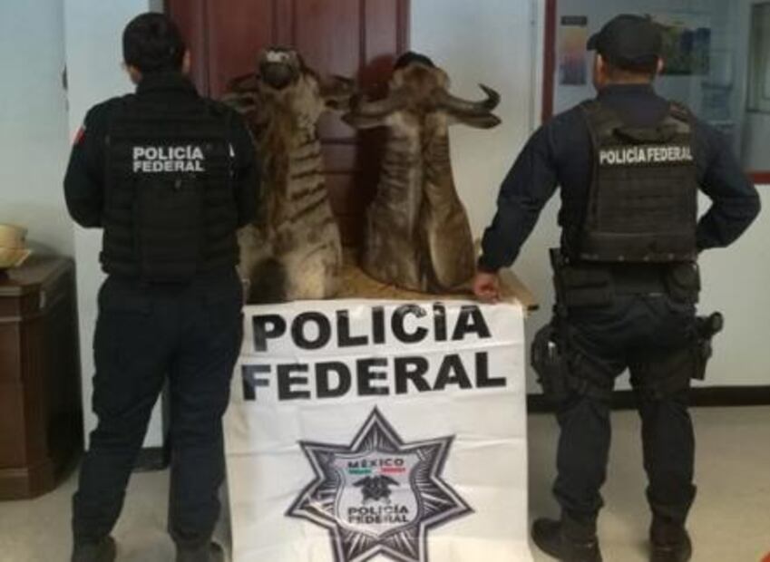 En Tlanepantla aseguran dos cabezas de especie en peligro de extinción