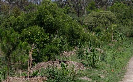 Siembran 24 mil árboles en tercera sección de Chapultepec