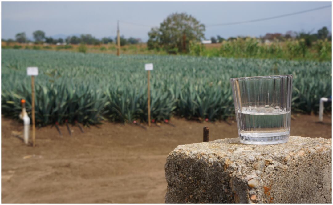 Foto: Pablo Mata Olay/ Maguey mezcalero