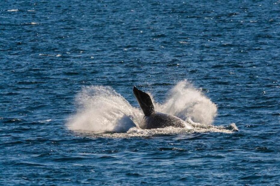 Proteger a las ballenas y sus hábitats es esencial para garantizar su longevidad. Fuente: Freepik.