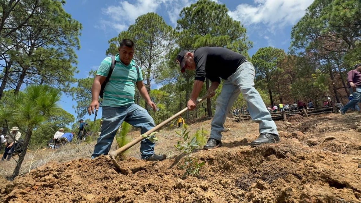 Reforestación en San Lucas Textitlán del municipio de Donato Guerra. Foto: Especiales