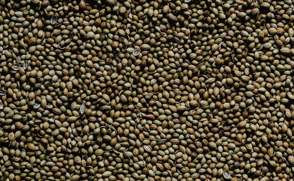 Propiedades de la semilla de cilantro. Foto: Pexels