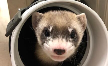 Clonan un tipo de hurón que está en peligro de extinción; científico destaca su comportamiento salvaje
