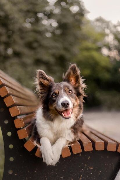 Desvelando el misterio: ¿Qué ven los perros realmente?. Fuente: Freepik.