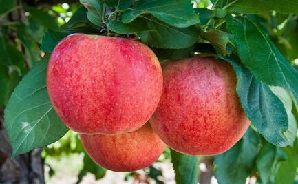 Curiosidades y beneficios que no conocías acerca de la manzana Gala