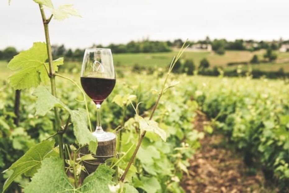 ¿Ya conoces los vinos de San Luis Potosí?