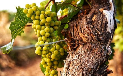 Conoce más sobre el vino mexicano a través de este libro